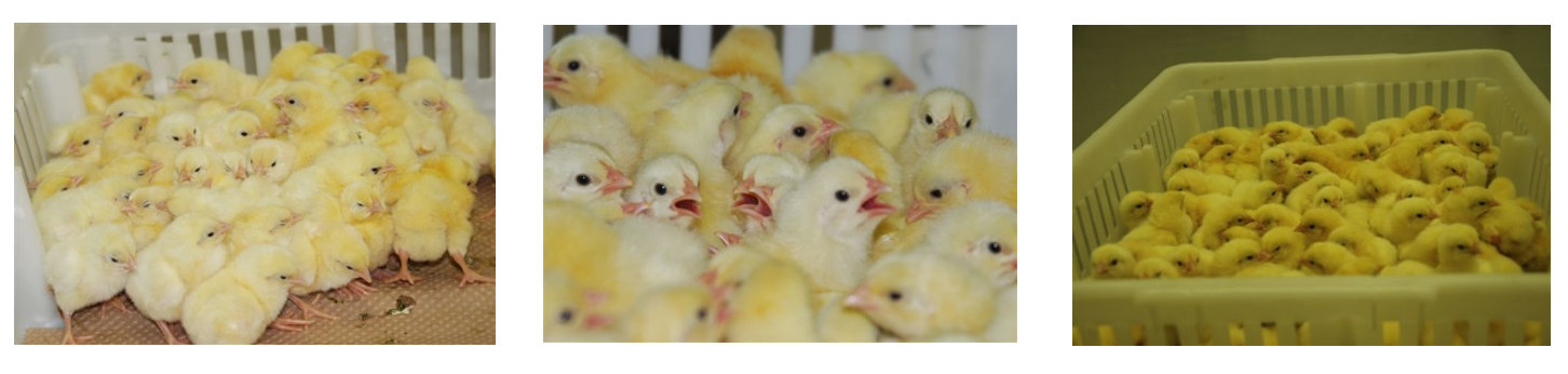 Figure 3 - Behavioural adaptation to temperatures outside a chick’s comfort zone. From left to right, cold chicks huddle, hot chicks pant whereas comfortable chicks spread out and relax