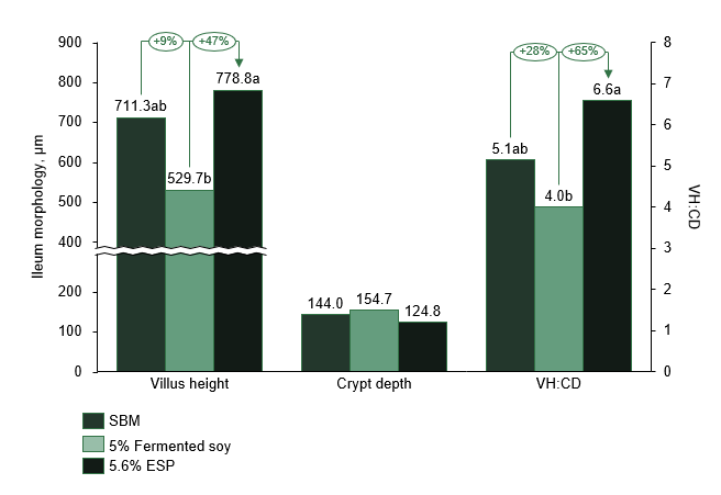 Figure 5. Ileum villus height (µm), crypt depth (µm) and villus height to crypt depth ratio (VH:CD) of randomly selected of broiler chickens (60 d) fed ESP or a local fermented soy product in the starter phase (0-28 d), (Vietnam, 2021)