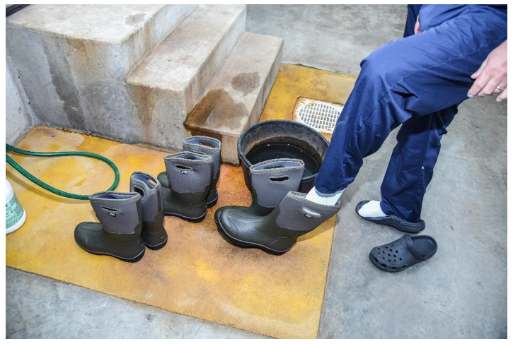 Personnel are a leading cause of contaminating a clean house. Footbaths and clean boots must be available at the entrance to every house.