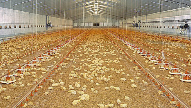 A comfortable climate: chicks have distributed evenly in the poultry house