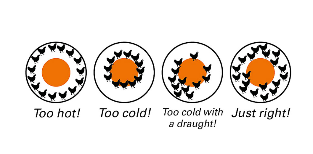 Fig. 1: Too hot, too cold, too cold with draughts – or everything is just right. Chick distribution is another indicator for setting the correct temperature.
