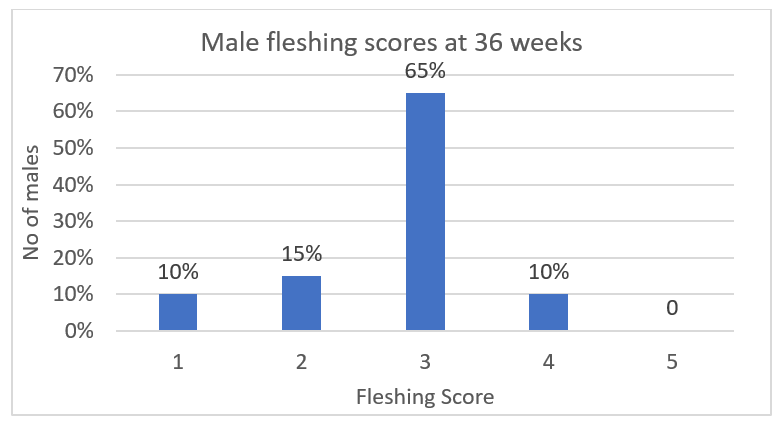 Figure 1: Male fleshing scores of a flock considered over weight.