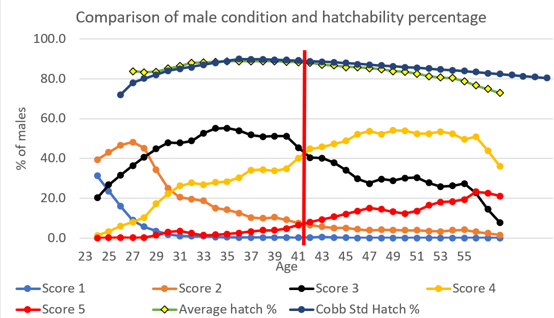 Figure 4: Hatchability and male fleshing conditions of 23 flocks and 15,000 males.