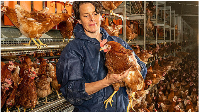 Stefanie Meiners-Funke is pleased that her laying hens accept the new feeding concept so well.