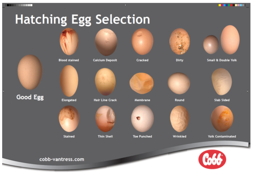 A guide to egg quality  The Poultry Site