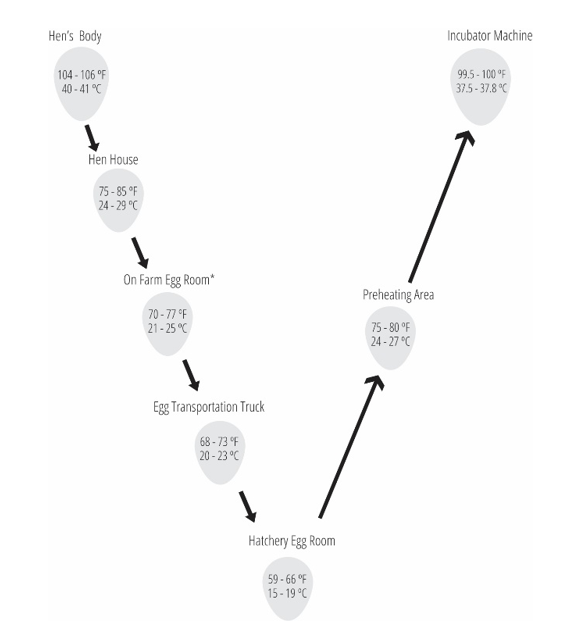 Egg temperature flow chart (for fresh eggs)