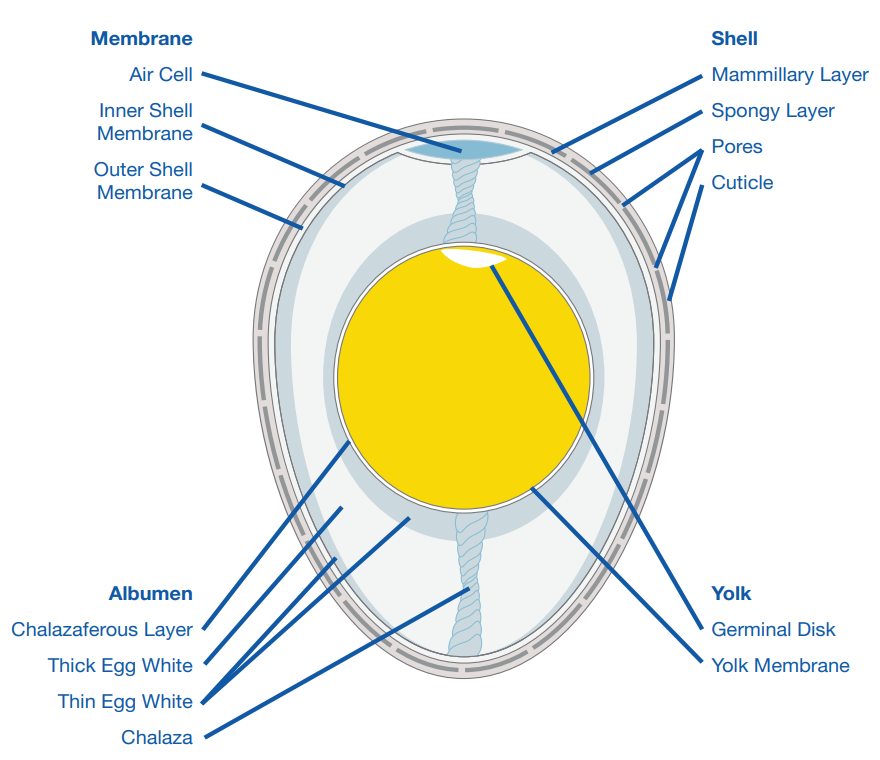 Figure 1: Internal structure of a fertile egg at the time of lay.