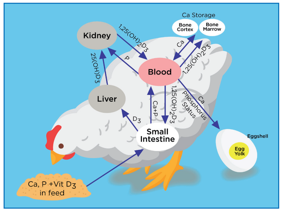 Figure 2: Biochemical pathway of calcium and phosphorus metabolism in hens.