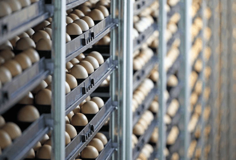 قفسه های نگهداری تخم مرغ مرغداری صنعتی