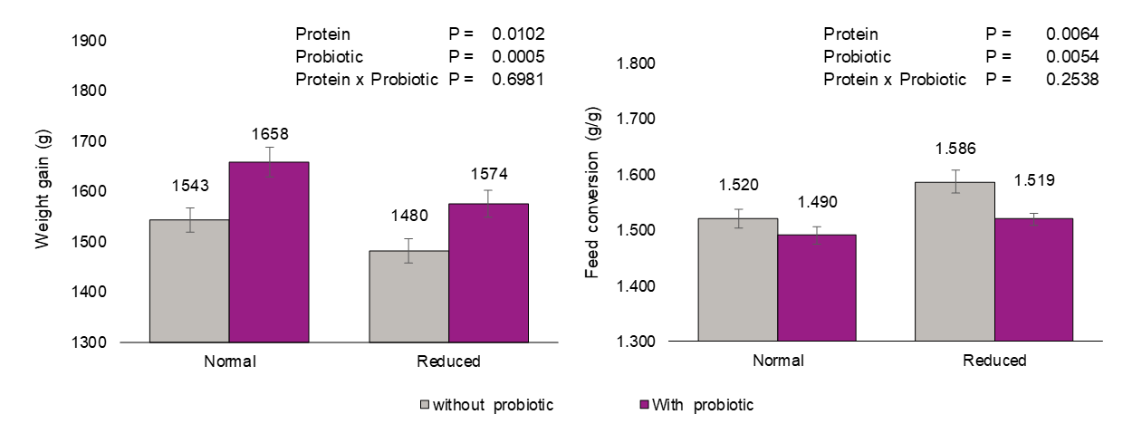 Figure 1: Performance parameters evaluated in broiler chickens fed two levels of protein with or without probiotic (B. amyloliquefaciens CECT 5940) supplementation under necrotic challenge condition.