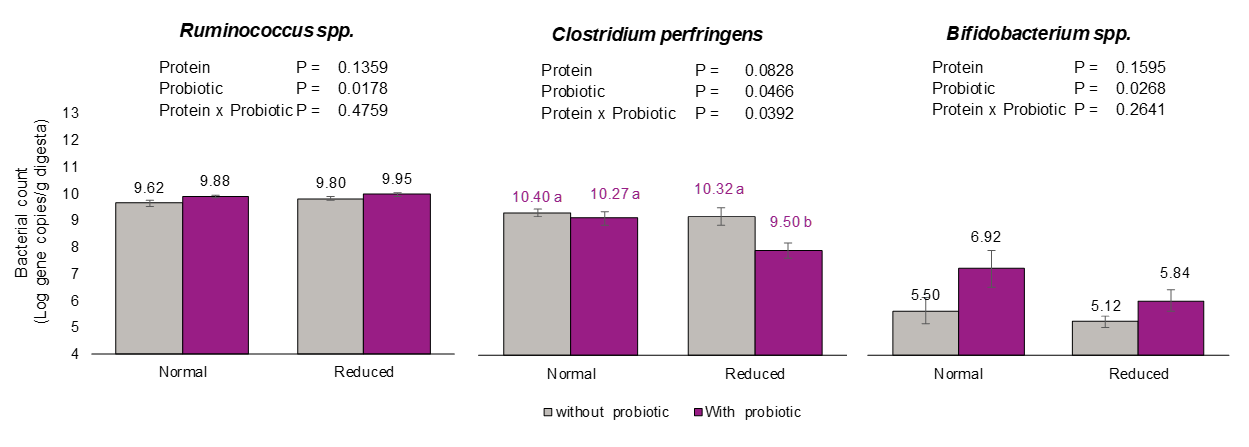 Figure 2: Cecal bacterial content of broiler chickens fed two levels of protein with or without probiotic (B. amyloliquefaciens CECT 5940) under necrotic enteritis condition.