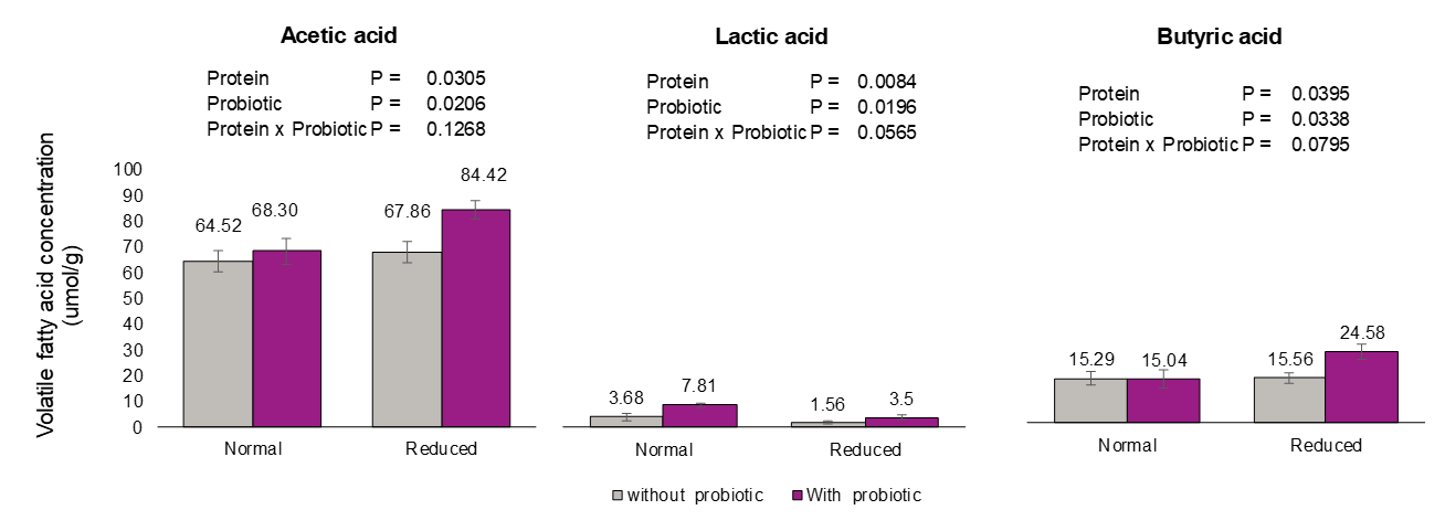 Figure 3: Volatile fatty acid content of broiler chickens fed two levels of protein with or without probiotic (B. amyloliquefaciens CECT 5940) under necrotic enteritis challenge.