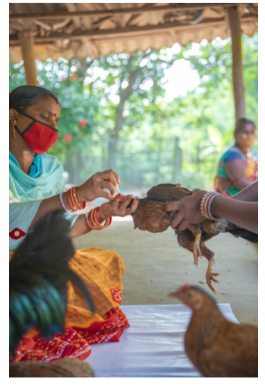 Geeta Rani Jena (left) administers eye drops to a young chicken.