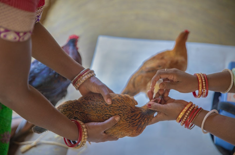 Geeta gently administers medicated eyedrops to her patient.