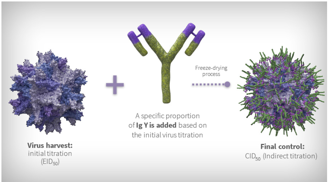Figure 2. Basis of the formulation of immune complex vaccines against Gumboro virus. Although the main objective of the process is to ensure the potency and safety of the vaccine with a fully coated virus, the final controls implemented do not guarantee this.