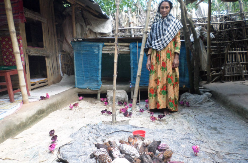 Parul Khatun with her flock. She marks the chicks to distinguish them from her neighbor's flock.