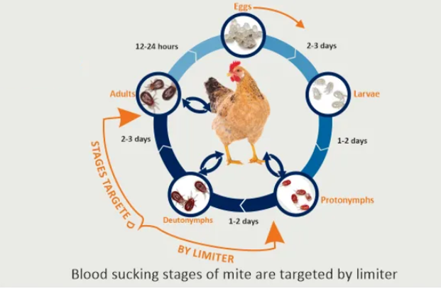 bird mites life cycle