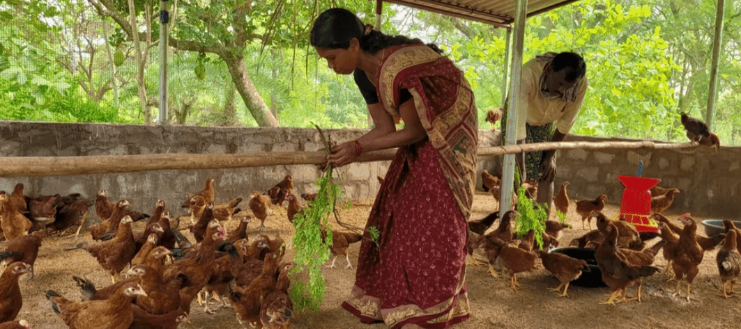 Para Venkateswaruli and Para Seetharathnam feed moringa leaves to their chickens in Andhra Pradesh, India