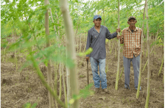 Jesus Antionio Villalobos Alonso and his father Humberto Villalobos Raymundo, stand among the moringa trees they grow for cattle fodder in Mexico.