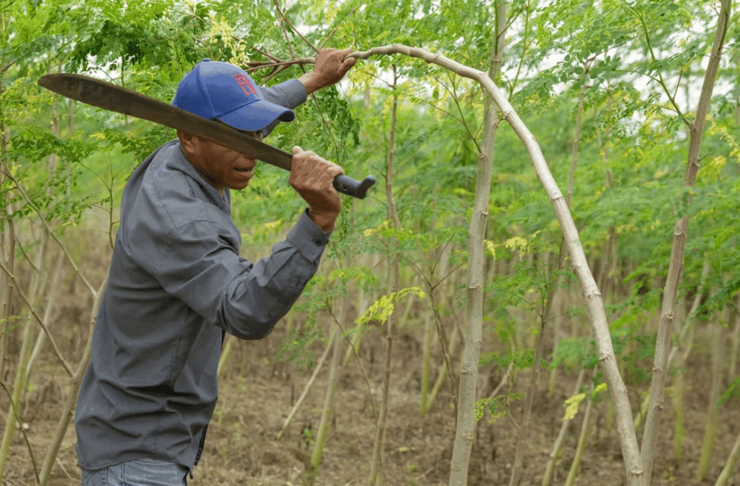 Jesus Anonio Villalobos Alonso harvests moringa he received from Heifer as fodder for his Cattle.