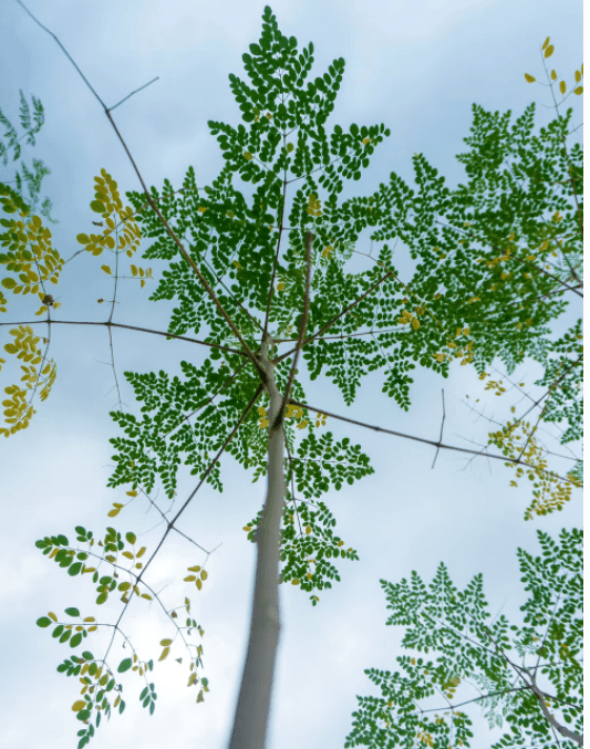 The moringa plant, known as the 'miracle tree', serves a wide rage of uses across Asia, Africa, and the Americas