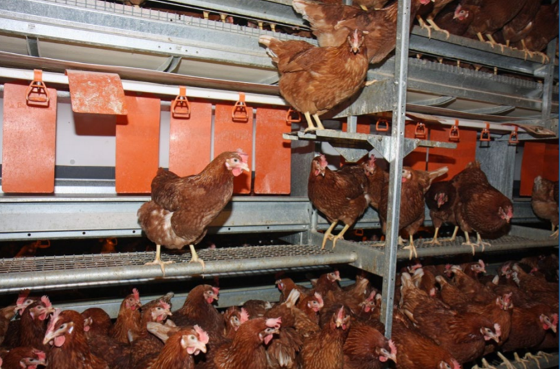 Figure 13. Nests should have a staging area at the entrance to allow hens to examine the nests with easy access and sufficient space for movement