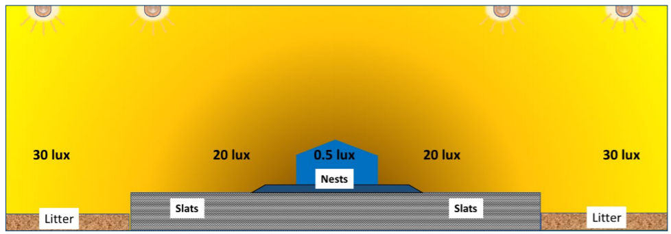 Figure 18. Light intensity should be highest over litter and slats, and lower near the nests