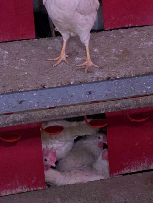 Figure 2. Gregarious laying behavior is more common in young inexperienced hens.