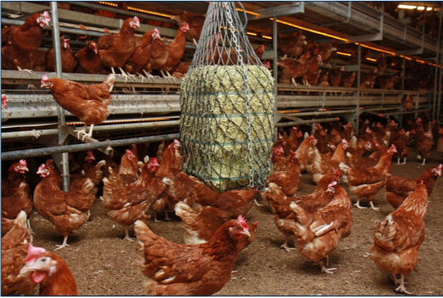 Figure 5. Enrichments, such as lucerne (alfalfa) bales, should be suspended so as not to encourage birds to lay next to them or block hen movement to nests.