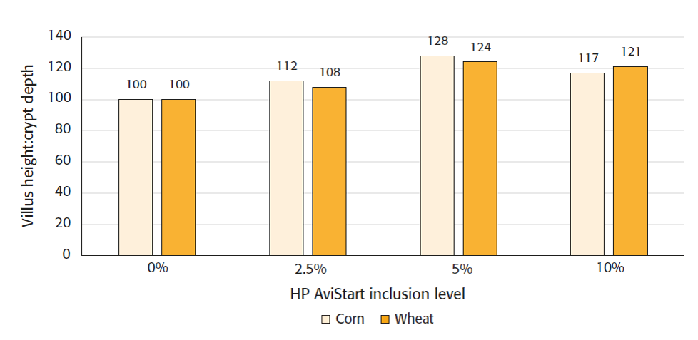 Figure 3: Higher villus height:crypt depth ratio with higher HP AviStart inclusion level, compared to control.