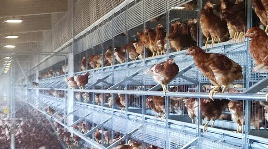 Pullet rearing with Natura Primus