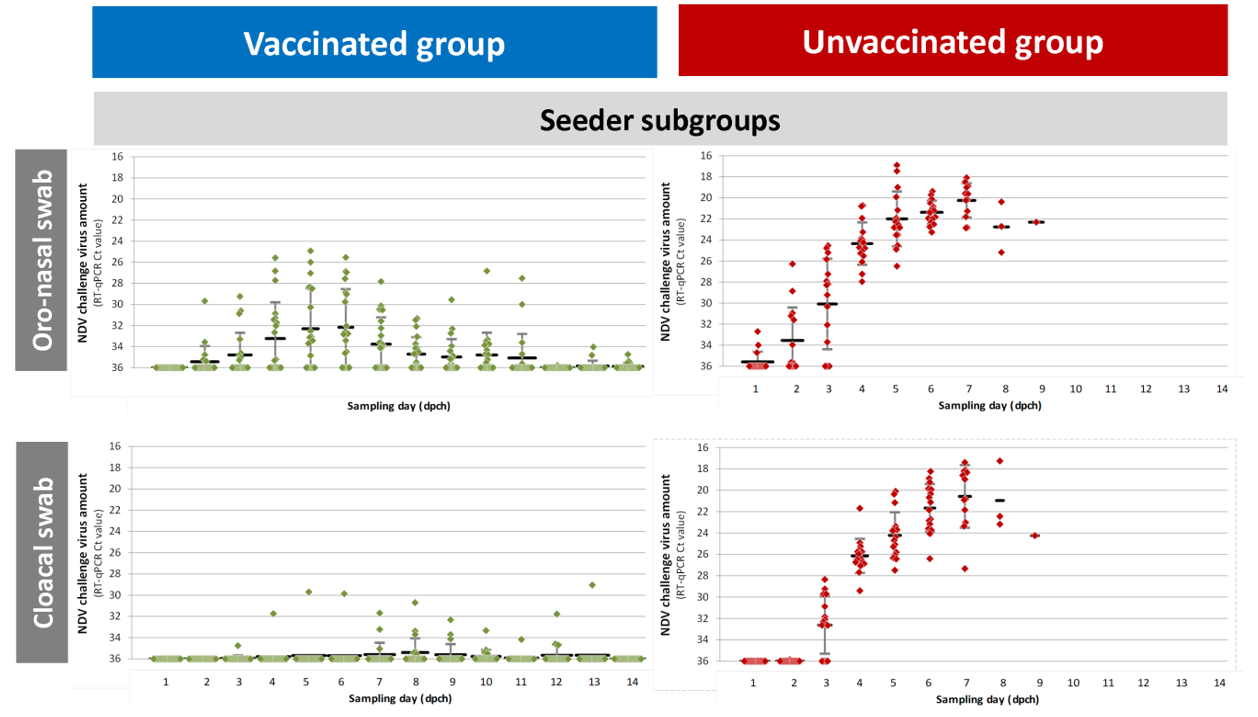 Figure 1. Kinetics of velogenic NDV shedding in vaccinated and unvaccinated birds after direct infection (seeder subgroups) or contact infection (contact subgroups). Seeder subgroups were challenged with 5.0 log10ELD50 of velogenic NDV intra-nasally. Contacts were co-mingled with seeders from 8 hours post-challenge. Oro-nasal swabs and cloacal swabs were collected daily for 14 days post-challenge; vNDV amount was quantified by RT-qPCR. Individual results and mean & STD of Ct values are shown.