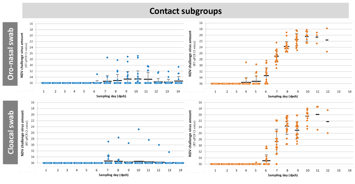 Figure 1. Kinetics of velogenic NDV shedding in vaccinated and unvaccinated birds after direct infection (seeder subgroups) or contact infection (contact subgroups). Seeder subgroups were challenged with 5.0 log10ELD50 of velogenic NDV intra-nasally. Contacts were co-mingled with seeders from 8 hours post-challenge. Oro-nasal swabs and cloacal swabs were collected daily for 14 days post-challenge; vNDV amount was quantified by RT-qPCR. Individual results and mean & STD of Ct values are shown.