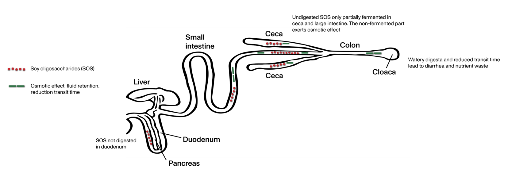 Figure 2. Soy α-galactosides or oligosaccherides move through the digestive tract exerting an osmotic effect