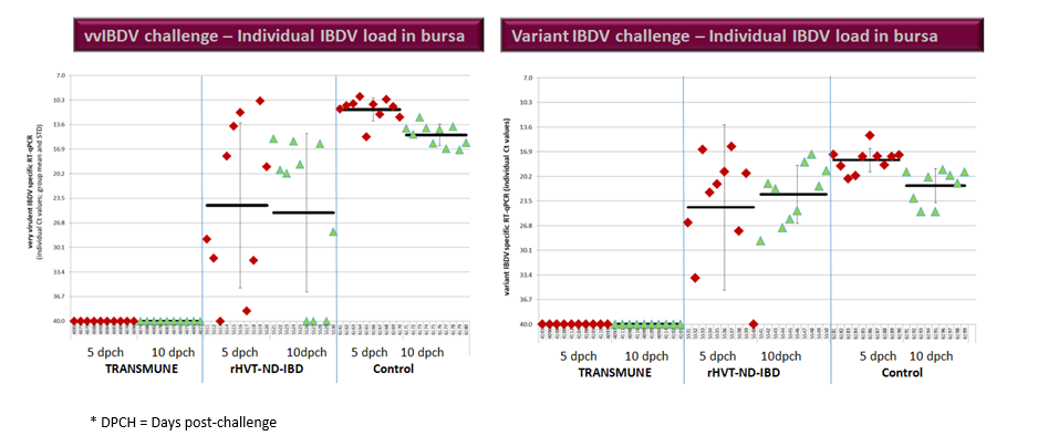 Figure 2. PCR Results in bursal tissue at 5 and 10 days’ post-challenge in the vaccinated groups with Transmune or rHVT-ND-IBD and the unvaccinated positive control.