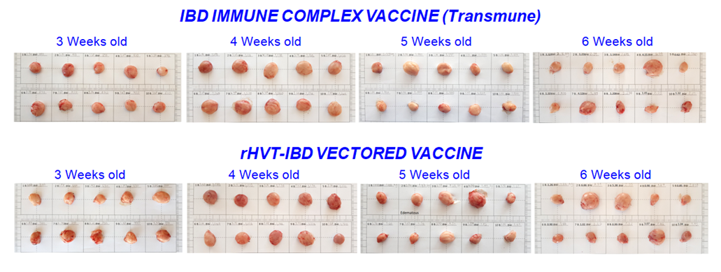 Figure 3. Pictures of bursa of Fabricius from commercial broilers 3 – 6 weeks old vaccinated either with an Immune-Complex vaccine (Live attenuated IBD virus) or an rHVT-IBD vectored vaccine.