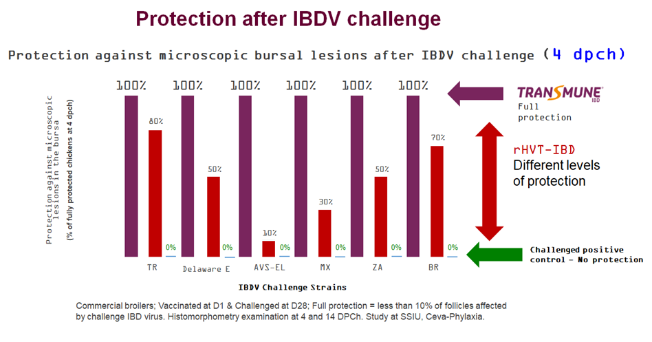 Figure 4a. Bursa protection observed by microscopic lesions from vaccinated and non-vaccinated broilers at 4 DPCH