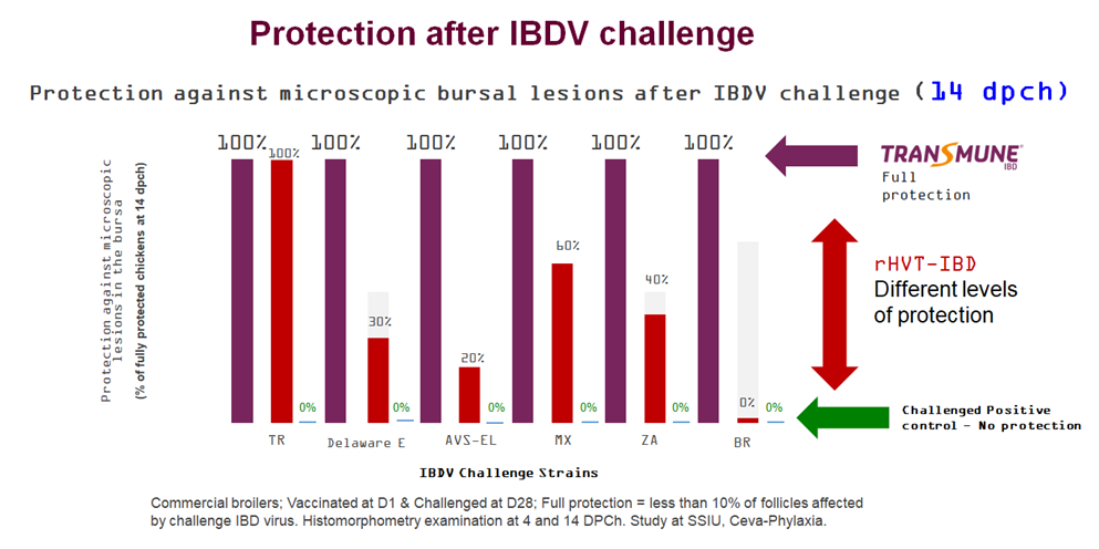 Figure 4b. Bursa protection observed by microscopic lesions from vaccinated and non-vaccinated broilers at 14 DPCH