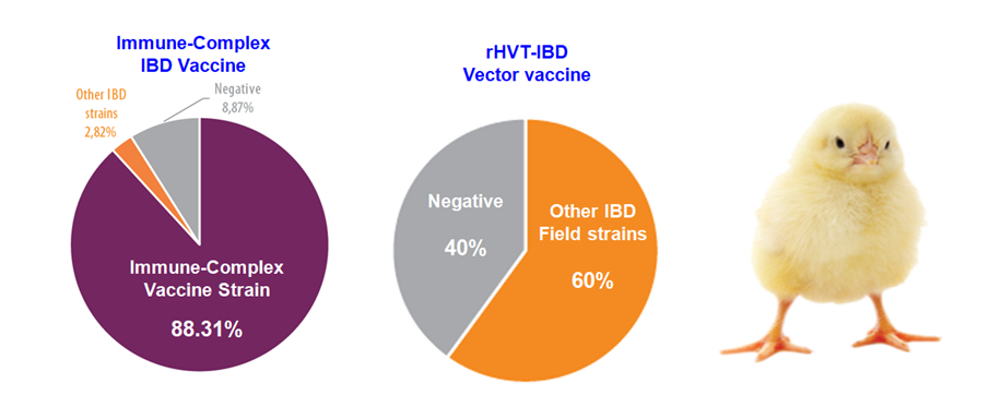 Figure 6. Comparative results of two vaccination programs against IBD virus. Detection by qPCR.