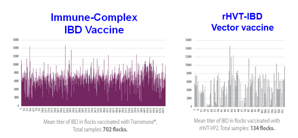 Figure 7. Comparative serological results from Immune-Complex or rHVT-IBD vaccinated broiler flocks (Biochek Elisa).