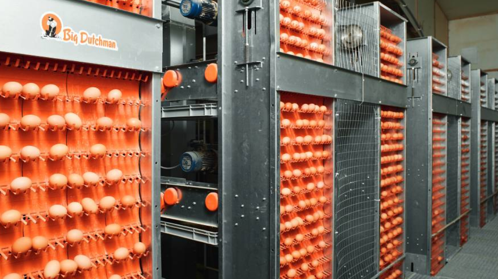 Egg production: Automatic collection systems provide everything necessary safe egg transport.