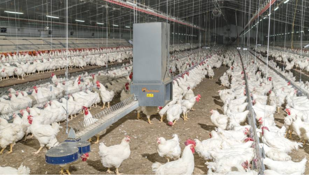 Successful broiler breeder management requires optimum equipment regarding hygiene.