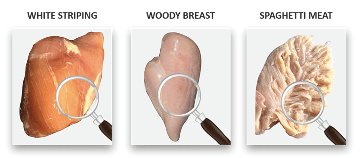 Poultry meat abnormalities