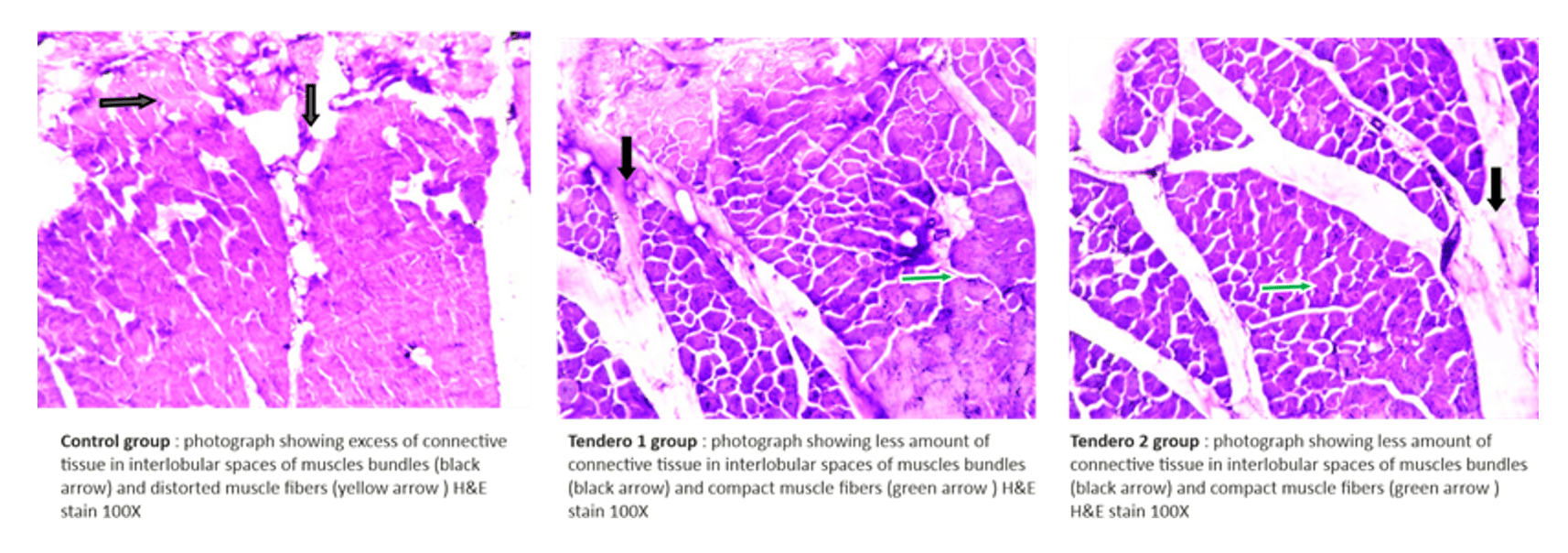 Histological observations of the broilers supplemented with Tendero