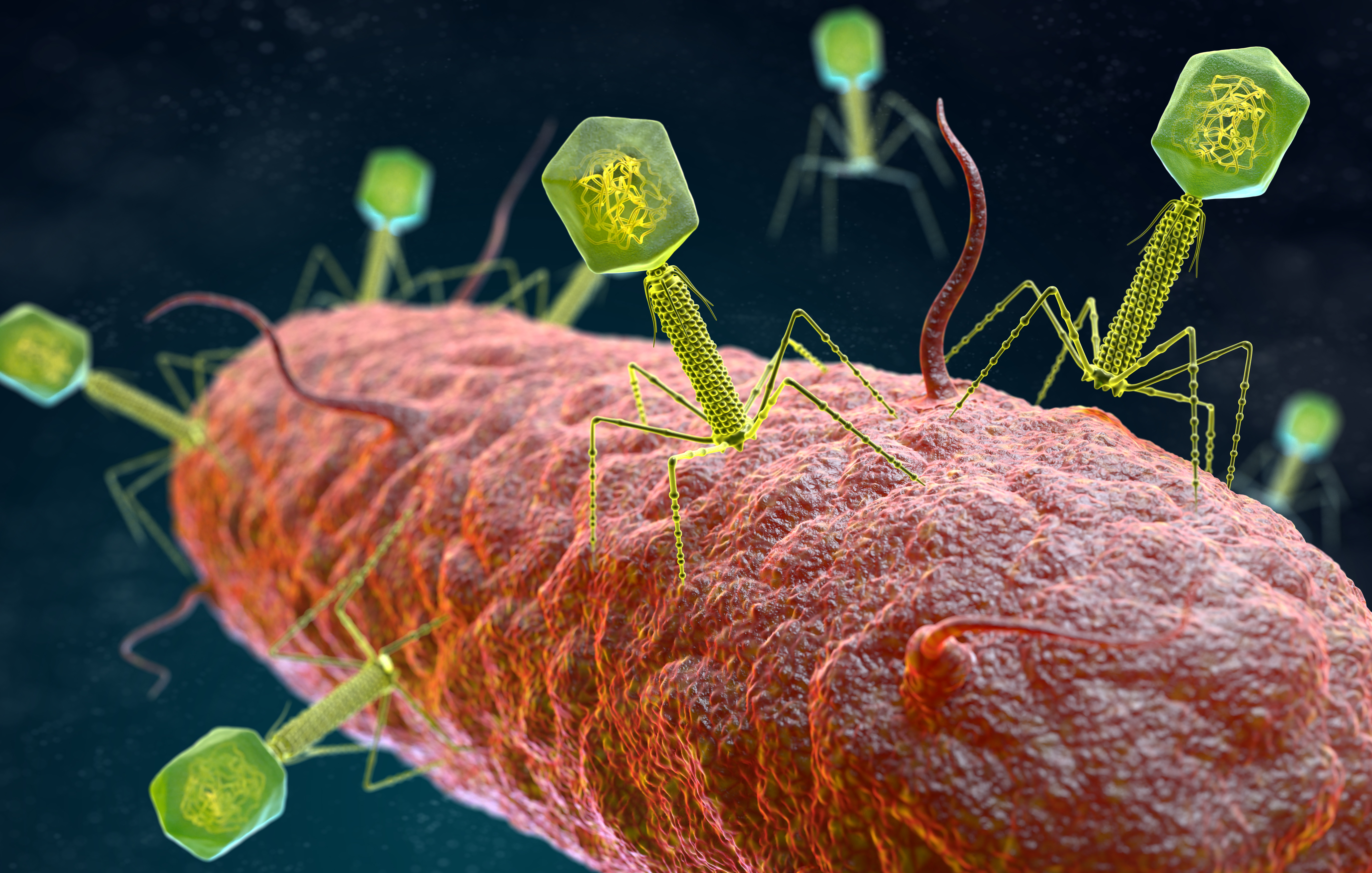 Микро клеток. Вирус бактериофаг. Бактериофаг и бактерия. Бактериофаги- Пожиратели бактерий. Бактериофаги вирусы микроорганизмов.