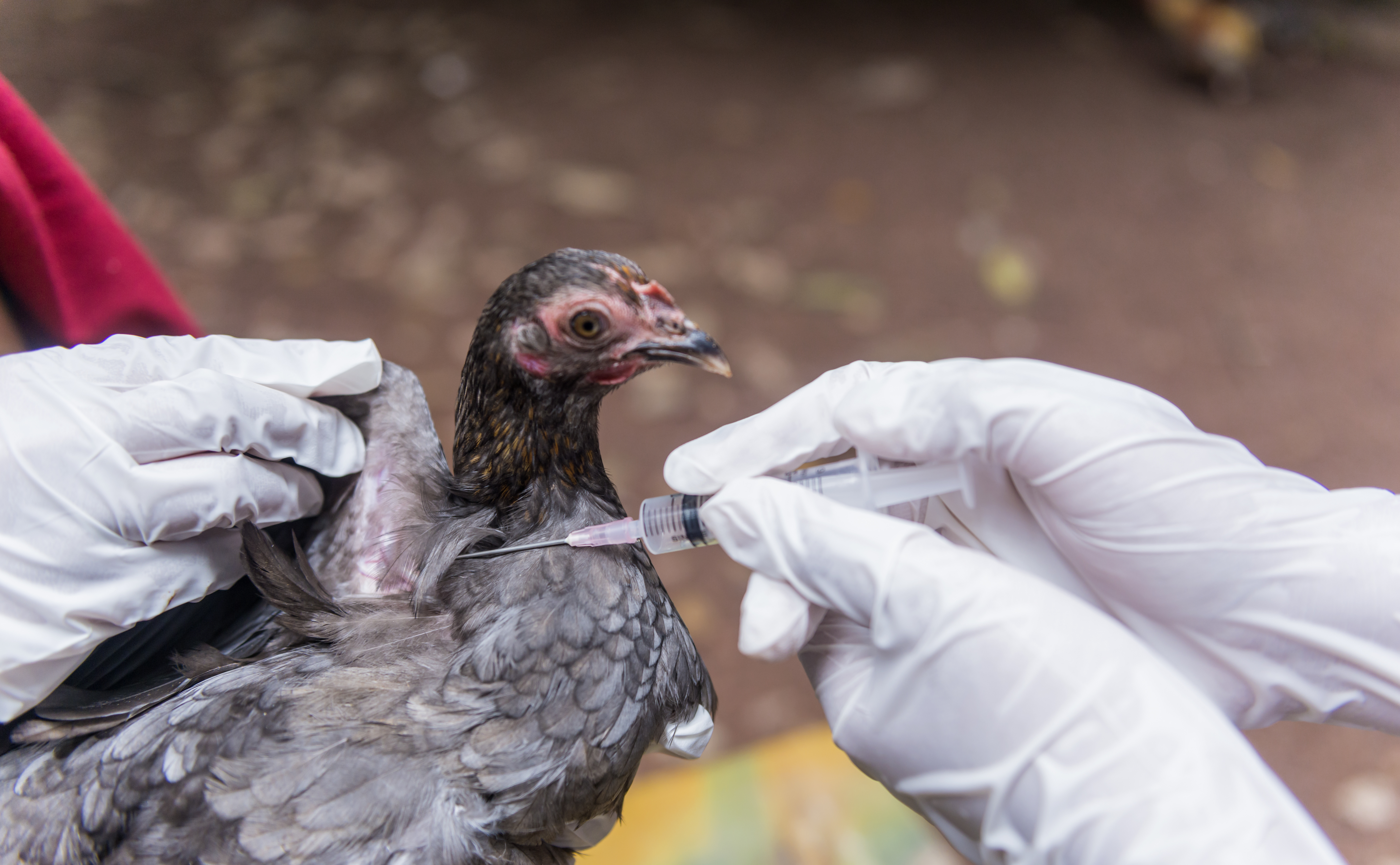 High Path Avian Influenza Confirmed In Black Vultures, Poultry Producers  Encouraged To Take Precautions - State of Delaware News