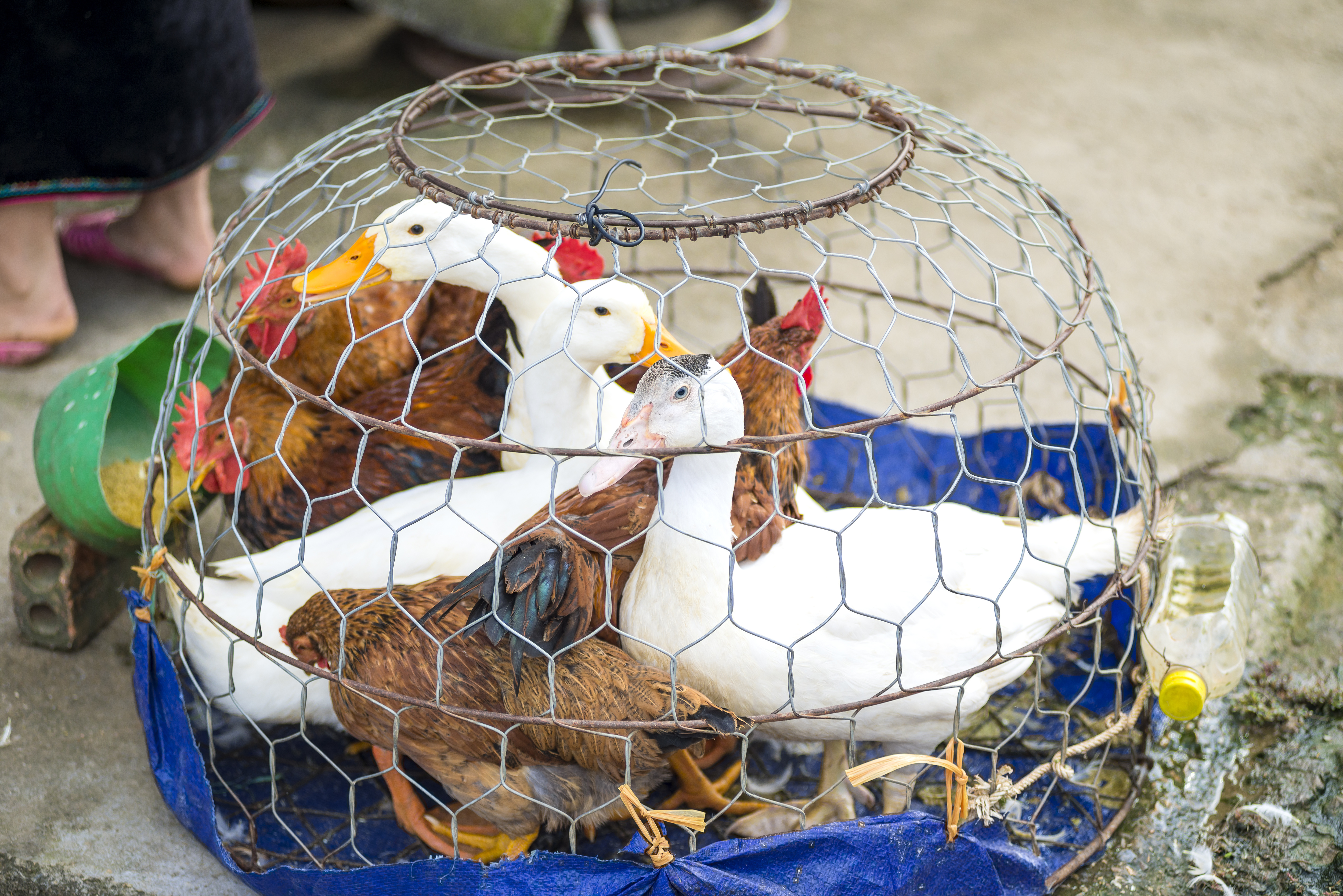 Ducks and chickens in a wire cage