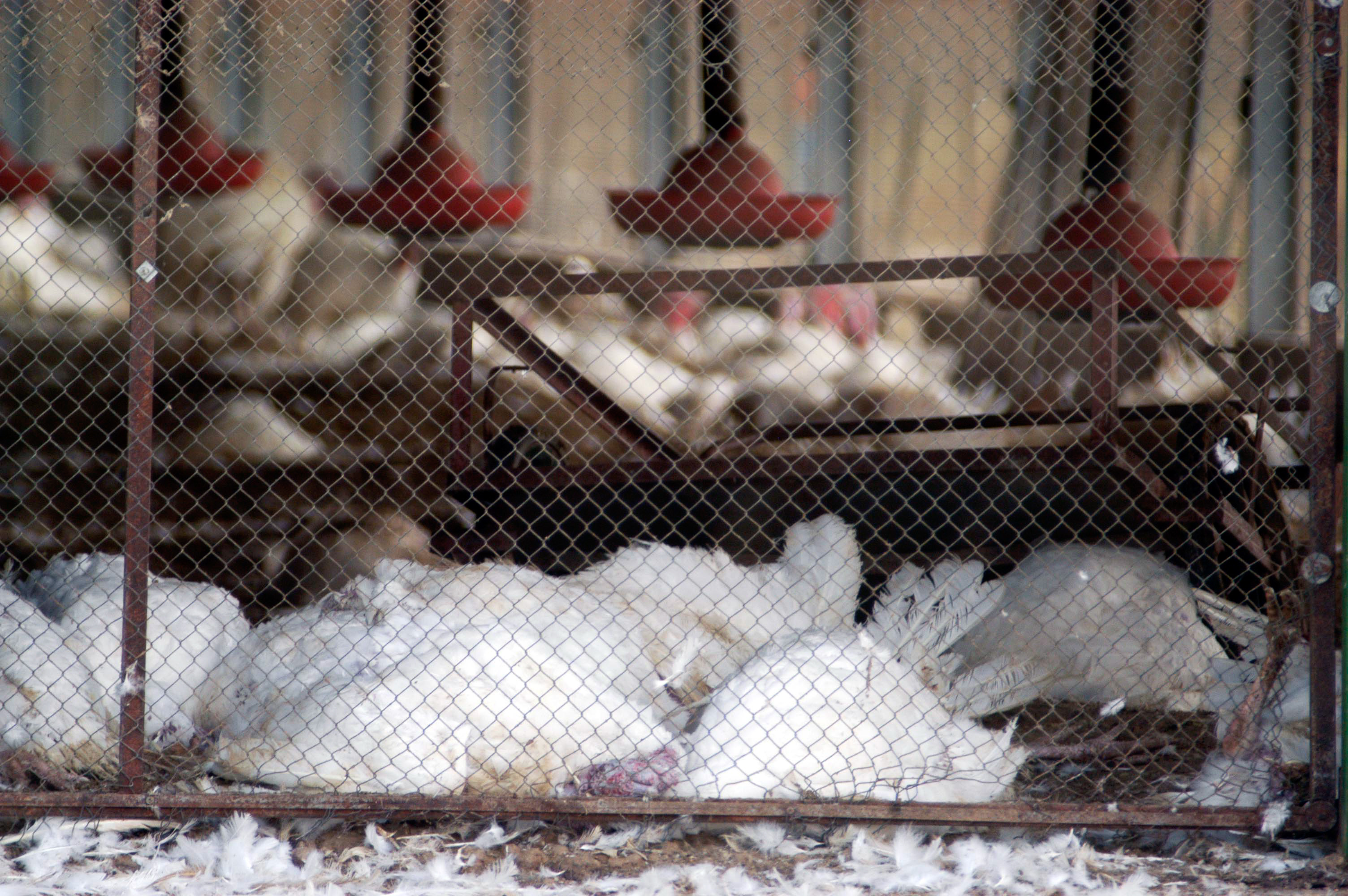 Dead hens in a chicken coop