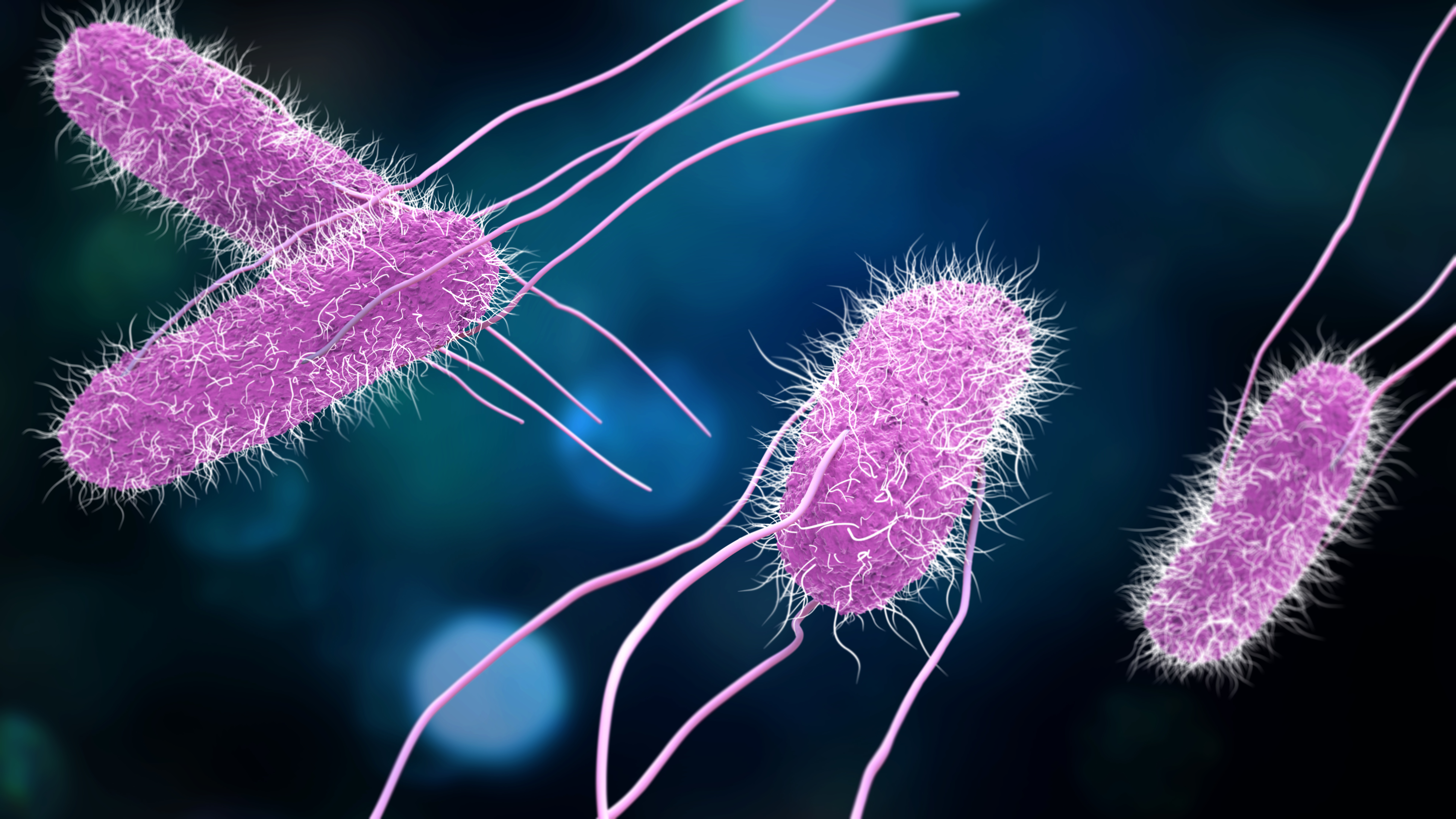 The salmonella bacterium causes food poisoning