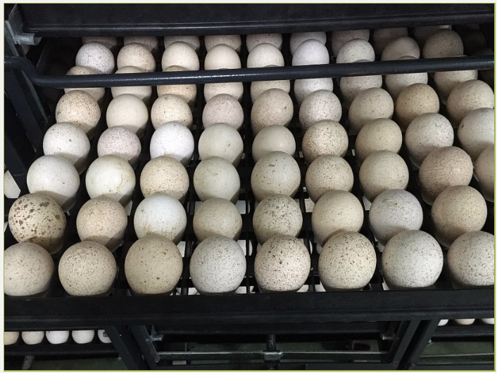 A unique approach to incubating turkey eggs is so important